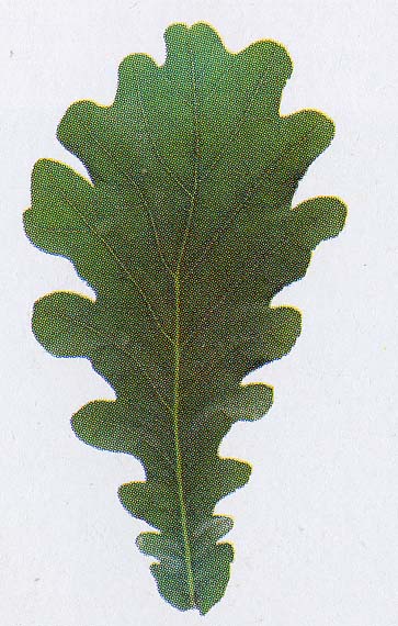 Alcune Querce ...